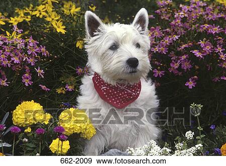 West Highland White Terrier sitting in a garden View Large Photo Image Stock Photo - West Highland White Terrier sitting in a garden. Fotosearch