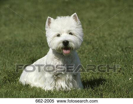 West Highland White Terrier sitting in a field View Large Photo Image Stock Photography - West Highland White Terrier sitting in a field. Fotosearch