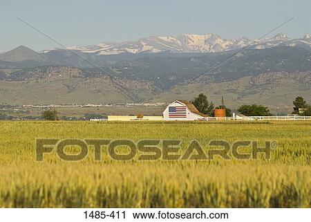 Wheat crop in a field, Boulder, Boulder County, Colorado, USA View Large Photo Image Stock Image - Wheat crop in a field, Boulder, Boulder County, Colorado, USA. Fotosearch