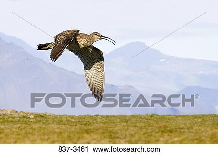 Whimbrel (Numenius phaeopus) flying over a field View Large Photo Image Stock Image - Whimbrel (Numenius phaeopus) flying over a field. Fotosearch