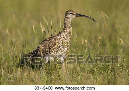 Stock Image - Whimbrel (Numenius phaeopus) in grass. Fotosearch