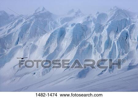 white, bird, ice, flying, day, cold, island View Large Photo Image Picture - white, bird, ice, flying, day, cold, island. Fotosearch