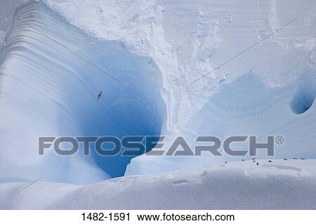 white, bird, ice, flying, day, large, cold View Large Photo Image Stock Image - white, bird, ice, flying, day, large, cold. Fotosearch
