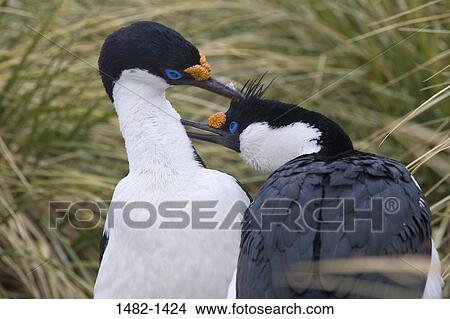 white, black, yellow, bird, day, outdoors, love View Large Photo Image Picture - white, black, yellow, bird, day, outdoors, love. Fotosearch