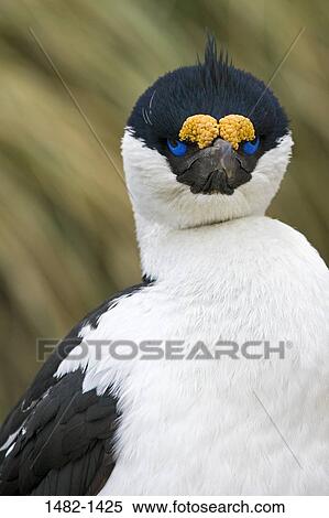Stock Photography - white, black, yellow, bird, day, outdoors, detail. Fotosearch