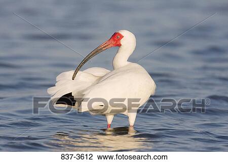 White ibis (Eudocimus albus) preening its wings View Large Photo Image Stock Image - White ibis (Eudocimus albus) preening its wings. Fotosearch