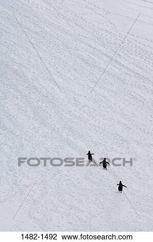 white, snow, penguin, walking, bird, ice, day View Large Photo Image Stock Image - white, snow, penguin, walking, bird, ice, day. Fotosearch