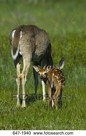 White-Tailed deer (Odocoileus virginianus) with its fawn standing in a field, Shenandoah National Park, Virginia, USA View Large Photo Image Stock Image - White-Tailed deer (Odocoileus virginianus) with its fawn standing in a field, Shenandoah National Park, Virginia, USA. Fotosearch