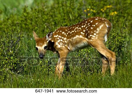 Stock Image - White-Tailed deer (Odocoileus virginianus) fawn standing in a field, Shenandoah National Park, Virginia, USA. Fotosearch