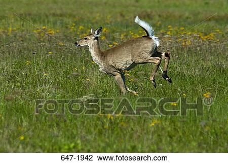 Stock Image - White-Tailed deer (Odocoileus virginianus) running in a field, Shenandoah National Park, Virginia, USA. Fotosearch