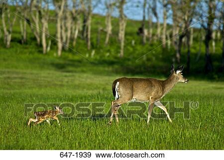 White-Tailed deer (Odocoileus virginianus) with its fawn walking in a forest, Shenandoah National Park, Virginia, USA View Large Photo Image Stock Photo - White-Tailed deer (Odocoileus virginianus) with its fawn walking in a forest, Shenandoah National Park, Virginia, USA. Fotosearch