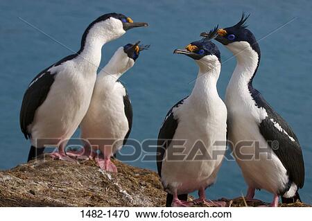 Stock Image - white, water, black, sea, yellow, bird, stone. Fotosearch