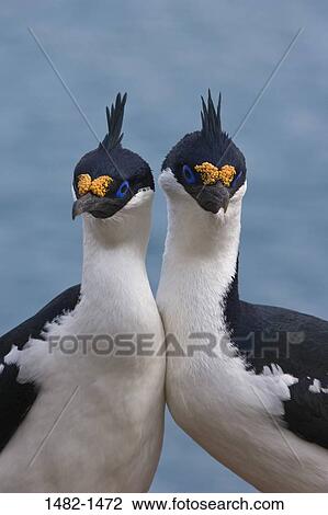 Stock Image - white, water, black, yellow, bird, day, outdoors. Fotosearch