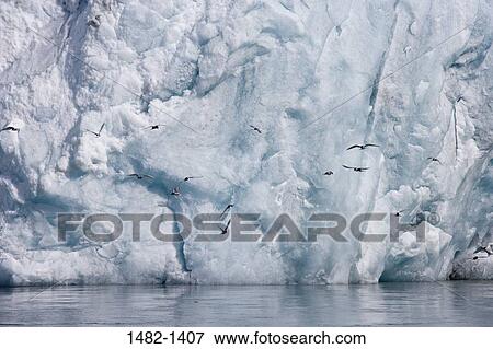 white, water, sea, ocean, bird, ice, flying View Large Photo Image Stock Photo - white, water, sea, ocean, bird, ice, flying. Fotosearch