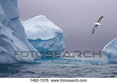 white, water, sea, ocean, bird, ice, flying View Large Photo Image Stock Photograph - white, water, sea, ocean, bird, ice, flying. Fotosearch