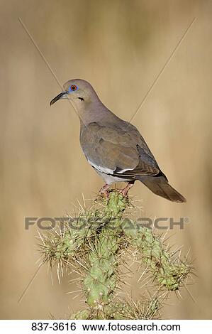 White-Winged dove (Zenaida asiatica) perching on a cactus plant View Large Photo Image Stock Photograph - White-Winged dove (Zenaida asiatica) perching on a cactus plant. Fotosearch
