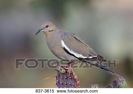 White-Winged dove (Zenaida asiatica) perching on a cactus plant View Large Photo Image Stock Photography - White-Winged dove (Zenaida asiatica) perching on a cactus plant. Fotosearch