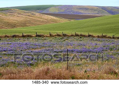 Wild flowers in a field, Pomeroy, Garfield County, Washington State, USA View Large Photo Image Stock Image - Wild flowers in a field, Pomeroy, Garfield County, Washington State, USA. Fotosearch