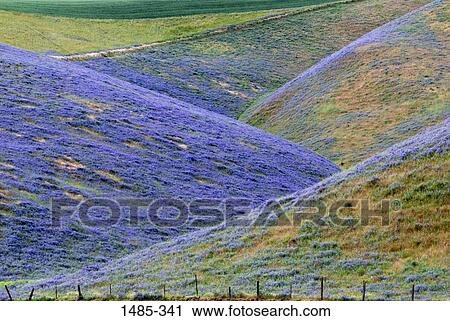 Wild flowers in a field, Pomeroy, Garfield County, Washington State, USA View Large Photo Image Stock Image - Wild flowers in a field, Pomeroy, Garfield County, Washington State, USA. Fotosearch