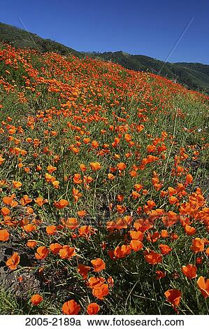 Wild Poppies in a field, Big Sur, California, USA View Large Photo Image Stock Image - Wild Poppies in a field, Big Sur, California, USA. Fotosearch