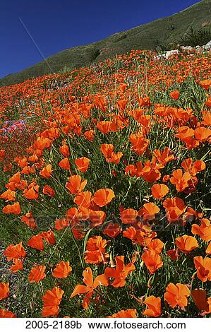 Wild Poppies in a field, Big Sur, California, USA View Large Photo Image Stock Image - Wild Poppies in a field, Big Sur, California, USA. Fotosearch