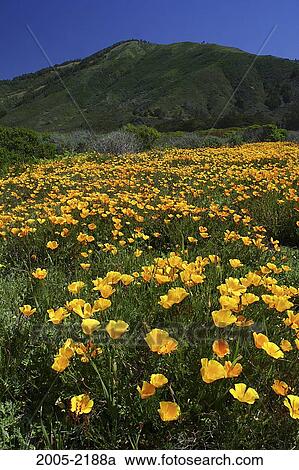 Wild Poppies in a field with a hill in the background, Big Sur, California, USA View Large Photo Image Stock Image - Wild Poppies in a field with a hill in the background, Big Sur, California, USA. Fotosearch