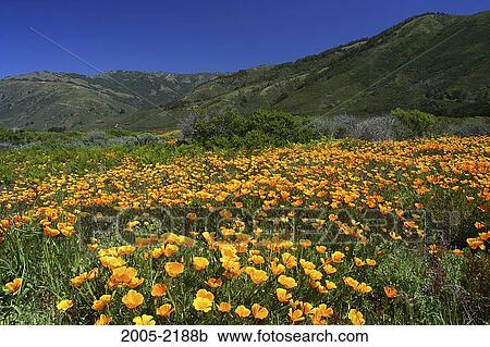 Wild Poppies in a field with a hill in the background, Big Sur, California, USA View Large Photo Image Stock Image - Wild Poppies in a field with a hill in the background, Big Sur, California, USA. Fotosearch