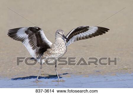 Willet (Catoptrophorus semipalmatus) flapping its wings View Large Photo Image Picture - Willet (Catoptrophorus semipalmatus) flapping its wings. Fotosearch