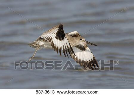 Willet (Catoptrophorus semipalmatus) flying over the sea View Large Photo Image Stock Image - Willet (Catoptrophorus semipalmatus) flying over the sea. Fotosearch