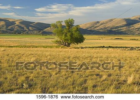 Stock Photograph - Willow tree on a ranchland, Lewis and Clark County, Montana, USA. Fotosearch
