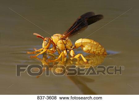 Yellow Paper wasp (Polistes flavus) drinking water View Large Photo Image Stock Photo - Yellow Paper wasp (Polistes flavus) drinking water. Fotosearch