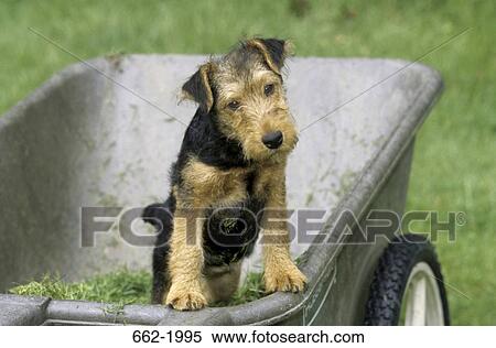 Yorkshire Terrier in a wheelbarrow View Large Photo Image Stock Photography - Yorkshire Terrier in a wheelbarrow. Fotosearch