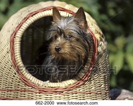 Yorkshire Terrier in a wicker basket View Large Photo Image Stock Image - Yorkshire Terrier in a wicker basket. Fotosearch