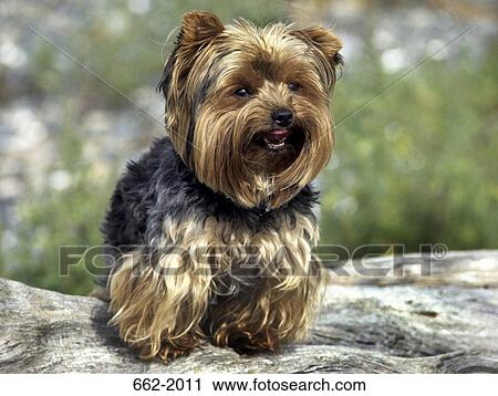 Yorkshire Terrier on a rock View Large Photo Image Stock Image - Yorkshire Terrier on a rock. Fotosearch