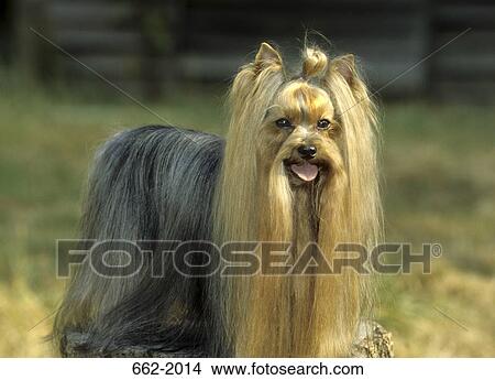 Yorkshire Terrier panting View Large Photo Image Picture - Yorkshire Terrier panting. Fotosearch