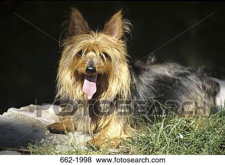 Stock Photo - Yorkshire Terrier panting. Fotosearch