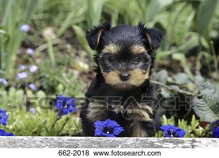 Yorkshire Terrier puppy in a garden View Large Photo Image Stock Photo - Yorkshire Terrier puppy in a garden. Fotosearch
