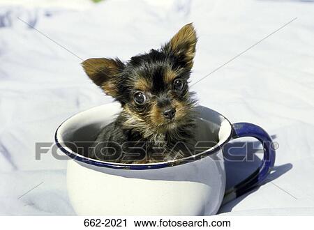 Yorkshire Terrier puppy in a tea cup View Large Photo Image Stock Image - Yorkshire Terrier puppy in a tea cup. Fotosearch