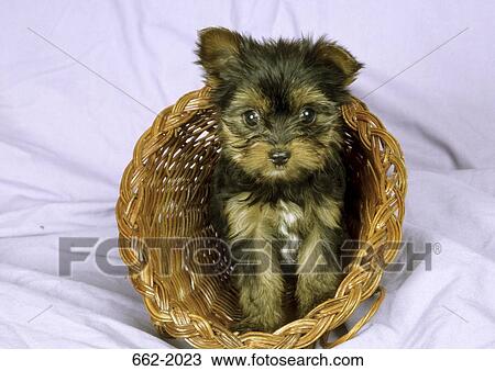Yorkshire Terrier puppy in a wicker basket View Large Photo Image Stock Image - Yorkshire Terrier puppy in a wicker basket. Fotosearch