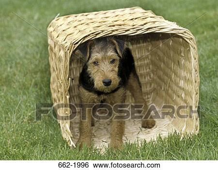 Stock Photograph - Yorkshire Terrier puppy in a wicker basket. Fotosearch