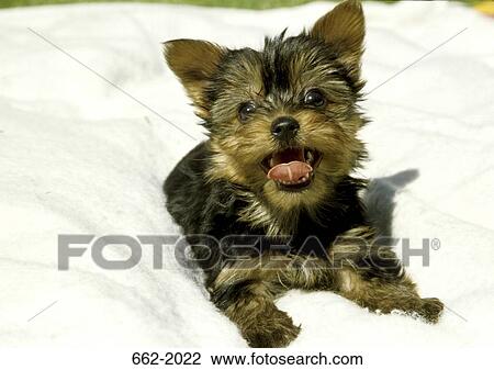 Yorkshire Terrier puppy snarling on a pet bed View Large Photo Image Stock Image - Yorkshire Terrier puppy snarling on a pet bed. Fotosearch
