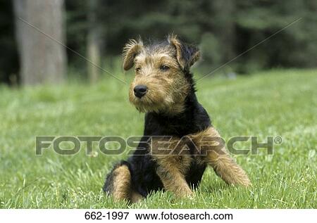 Yorkshire Terrier sitting in a field View Large Photo Image Stock Photo - Yorkshire Terrier sitting in a field. Fotosearch