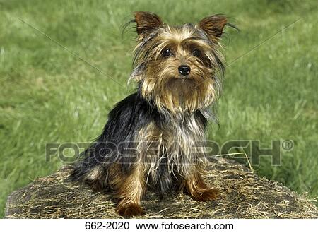 Yorkshire Terrier sitting on a rock View Large Photo Image Stock Image - Yorkshire Terrier sitting on a rock. Fotosearch