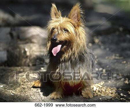 Stock Photo - Yorkshire Terrier sitting on a rock. Fotosearch