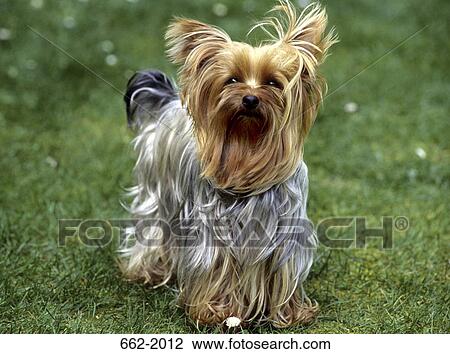 Yorkshire Terrier standing in a field View Large Photo Image Stock Image - Yorkshire Terrier standing in a field. Fotosearch
