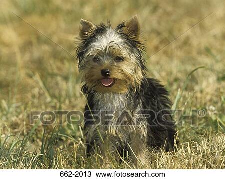 Yorkshire Terrier standing in a field View Large Photo Image Stock Image - Yorkshire Terrier standing in a field. Fotosearch