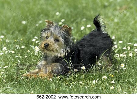 Yorkshire Terrier stretching in a field View Large Photo Image Stock Image - Yorkshire Terrier stretching in a field. Fotosearch