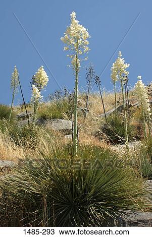 Yucca plants on a hill, Arizona, USA View Large Photo Image Stock Image - Yucca plants on a hill, Arizona, USA. Fotosearch