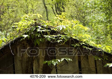 Abandoned barn in a field, North Carolina, USA View Large Photo Image Stock Photo - Abandoned barn in a field, North Carolina, USA. Fotosearch