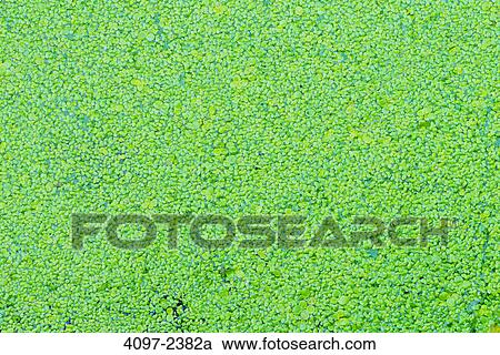 Algae in a lake, Swan Lake, Saanich Peninsula, Victoria, Vancouver Island, British Columbia, Canada View Large Photo Image Stock Image - Algae in a lake, Swan Lake, Saanich Peninsula, Victoria, Vancouver Island, British Columbia, Canada. Fotosearch